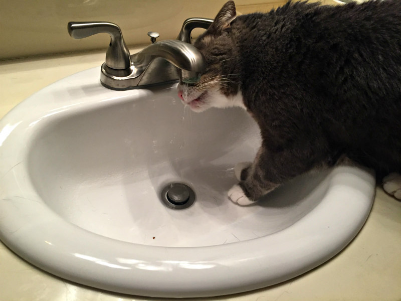Wordless Wednesday I Like My Water Fresh